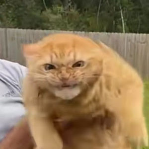 Meet your Posher, Danitza